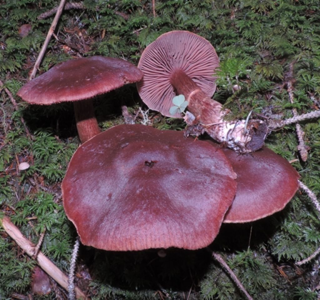 Sempre cortinarius